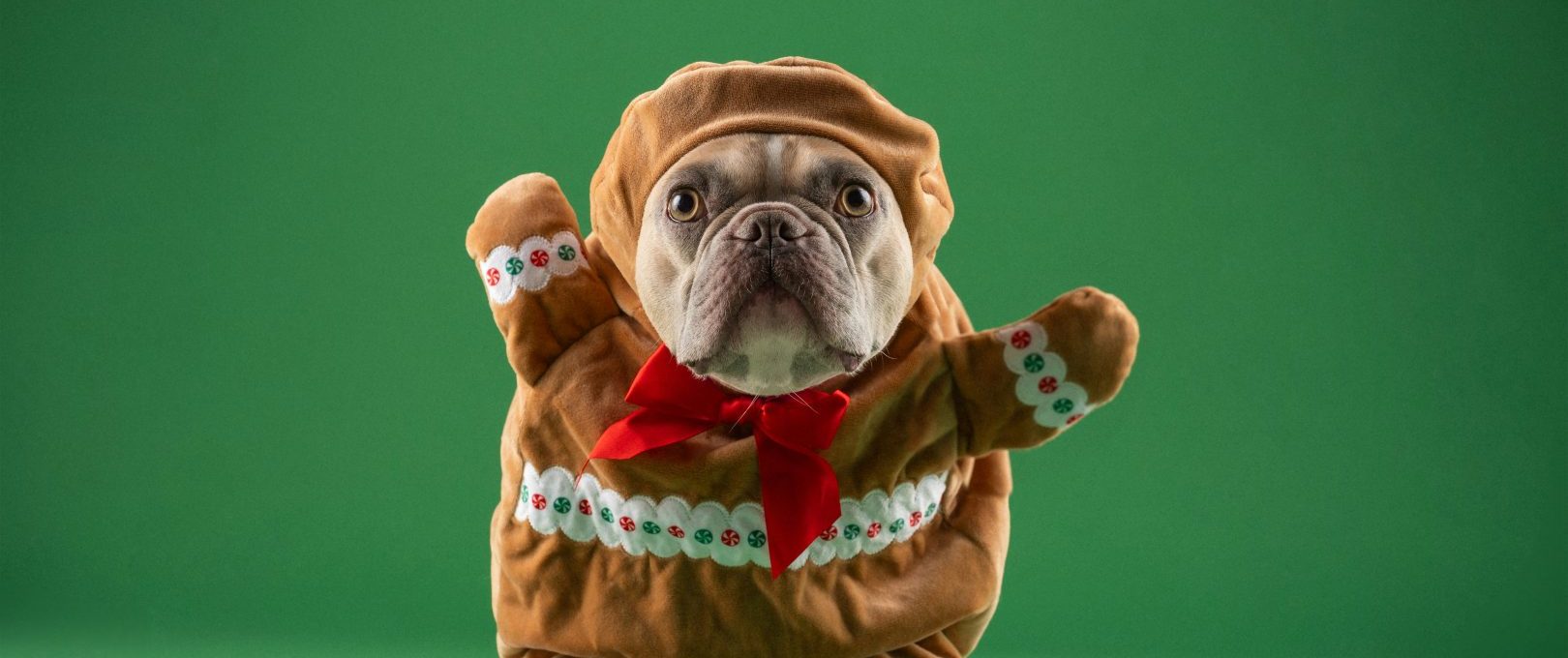 a dog dressed up as a gingerbread man at The  Kace