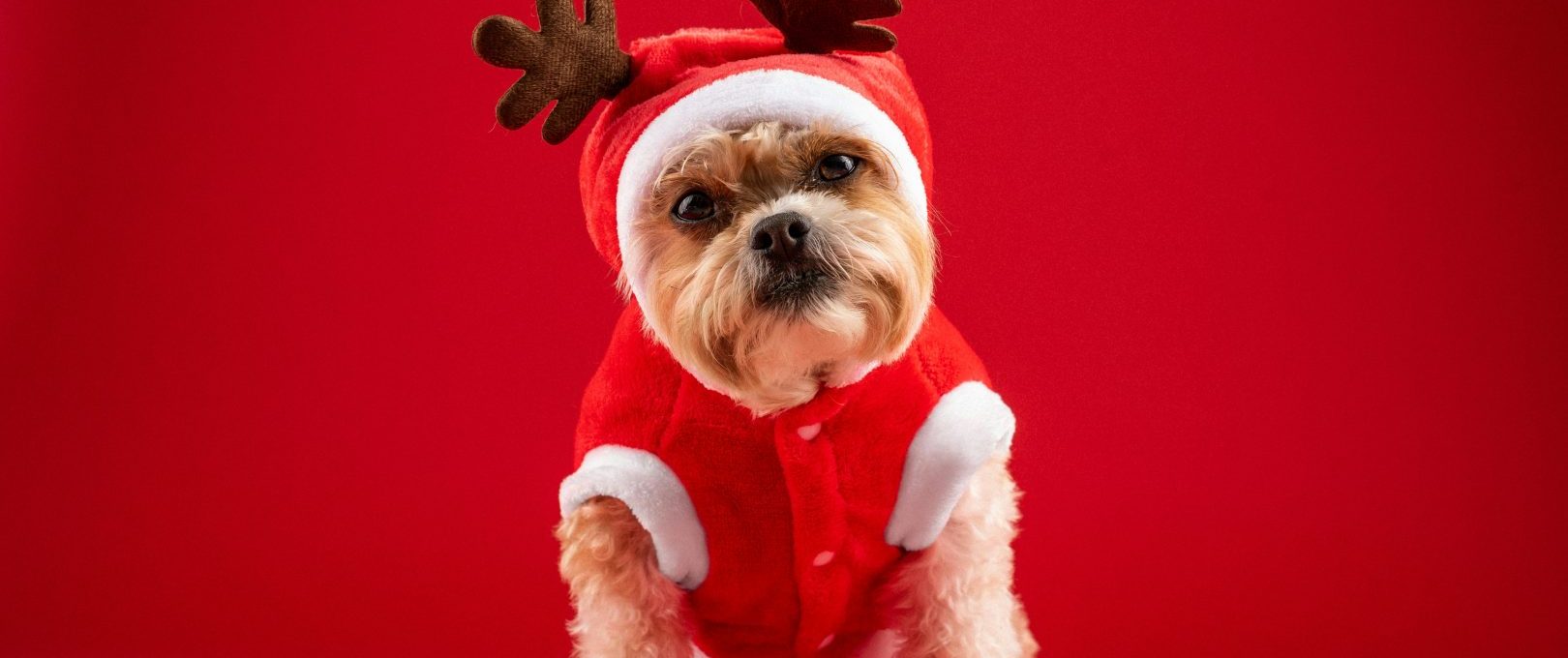 a small dog dressed in a reindeer outfit at The  Kace